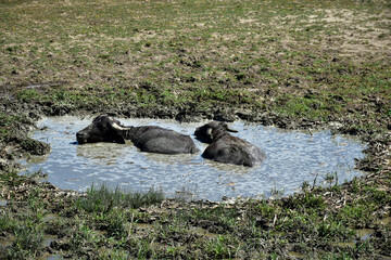Bisons are taking a mud bath