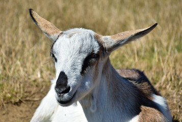 Goat head and shoulder portrait