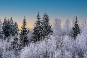 Frost-covered trees. The winter landscape.