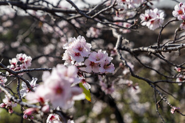 Mandelblüte auf Teneriffa. Kanarische Inseln | Canary island