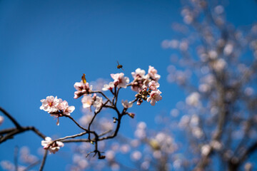 Mandelbl&uuml;te auf Teneriffa. Kanarische Inseln | Canary island
