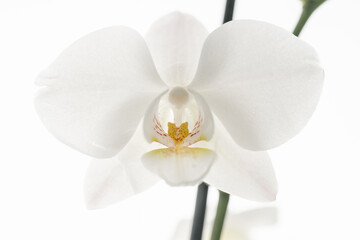 Obraz na płótnie Canvas Beautiful white orchid on a white background.