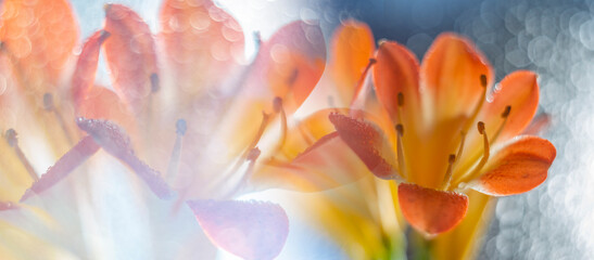 artistic picture with Shallow depth of field -flower  and light bokeh