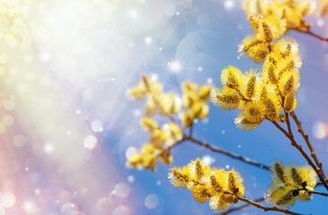 Obraz premium Beautiful pussy willow flowers branches. Early spring beautiful flowers. Pussy willow spring time background. Amazing elegant artistic image nature in spring. Copy space