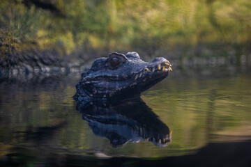 Portrait of a crocodile resting in the lake