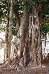 Großblättrige Feige (Ficus macrophylla)