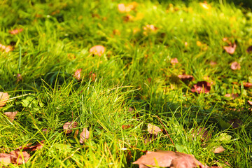 Different autumn leaves on green grass
