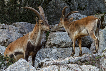 Steinböcke im Naturpark El Torcal de Antequera