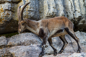 Steinböcke im Naturpark El Torcal de Antequera