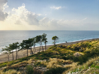 Pine trees on Mavikent beach, Mediterrenian sea, Turkey