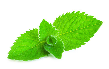 Mint leaves isolated on white background. Juicy mint  isolated on white background. Saved work path