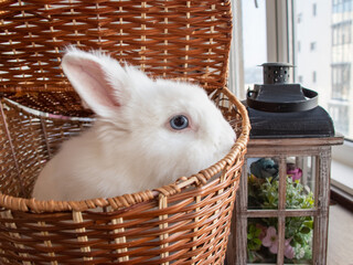 Cute baby bunny looking inquisitive. Easter Bunny in Basket .  Shallow Depth of Field. Lovely bunny easter fluffy baby rabbit.