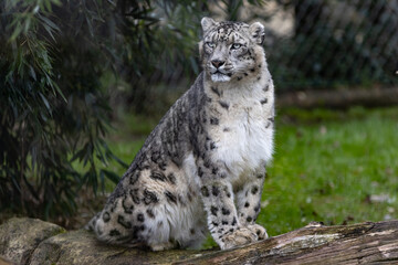 Fototapeta na wymiar Portrait of a snow leopard in the meadow