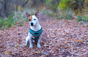 Dog in autumn forest