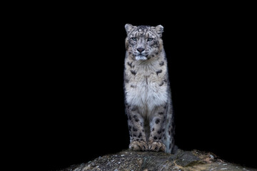 Portrait d& 39 un léopard des neiges sur fond noir