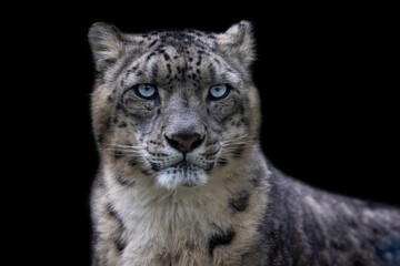 Fototapeta na wymiar Portrait of a snow leopard with a black background