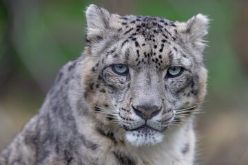 Portrait of a snow leopard in the meadow