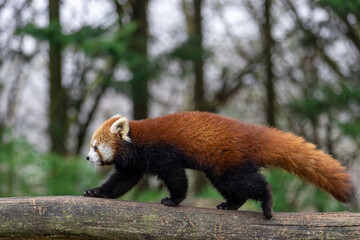Red panda walking in the forest