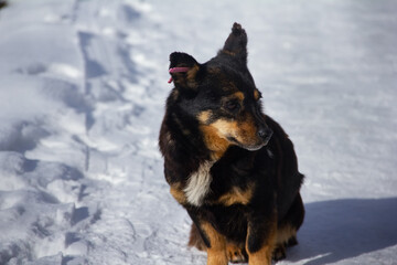 dog in snow