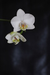 Fototapeta na wymiar weiße Orchidee - Beileidskarte