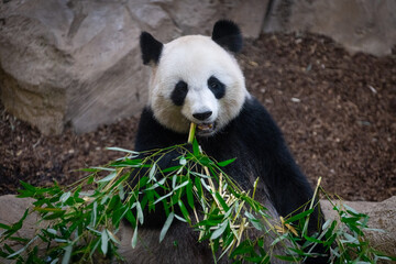 Fototapeta na wymiar Panda eating bamboo in the forest