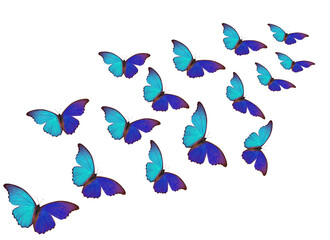 Blue morpho butterflies flying on a white background.