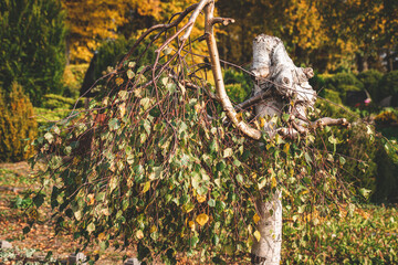 crooked decorative young birch tree with green and yellow foliage