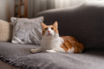 close up. brown and white cat with yellow eyes lying on a gray sofa