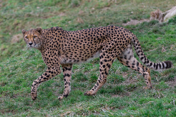 Fototapeta na wymiar Portrait of a cheetah in the meadow