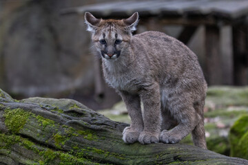 Fototapeta premium Portrait of a puma in the forest