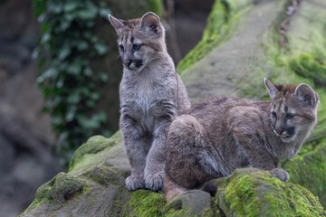 Portrait of a puma in the forest © AB Photography