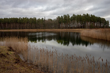 reflection of pine forest in calm water, river grass and reeds, autumn evening light, no wind