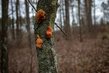 Mushroom Tremella mesenterica or yellow brain, golden jelly fungus, witches butter growing on a tree branch	