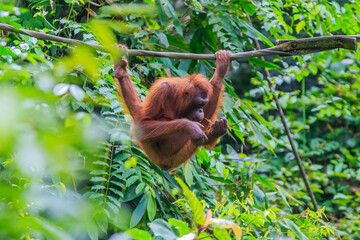 Obraz premium orangutans or pongo pygmaeus is the only asian great found on the island of Borneo and Sumatra