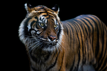 Fototapeta na wymiar Portrait of a tiger with a black backgroung