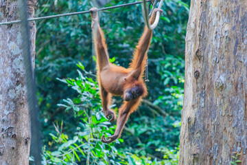 Fototapeta premium orangutans or pongo pygmaeus is the only asian great found on the island of Borneo and Sumatra