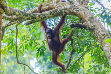 orangutans or pongo pygmaeus is the only asian great found on the island of Borneo and Sumatra
