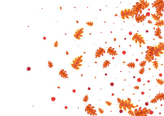 Red Leaves Background White Vector. Oak Cartoon Texture. Orange Acorn. Symbol Set. Brown Plant Modern.
