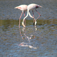Fkamingos in der Provence