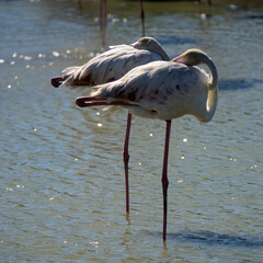 Fkamingos in der Provence