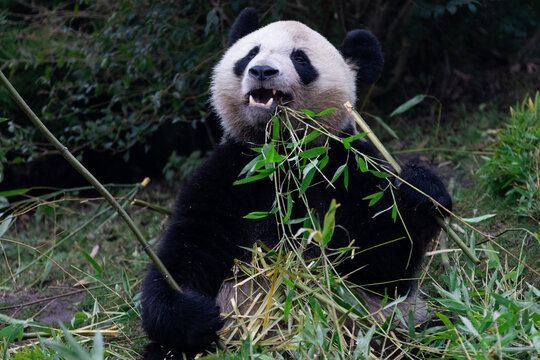 Panda eating bamboo in the forest