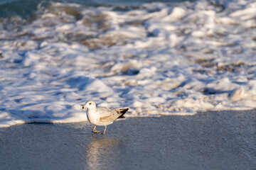 Photo of a seagull walking by crashing sea waves