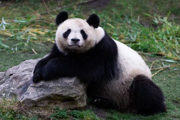 Foto op Plexiglas Portrait of a panda in the meadow © AB Photography