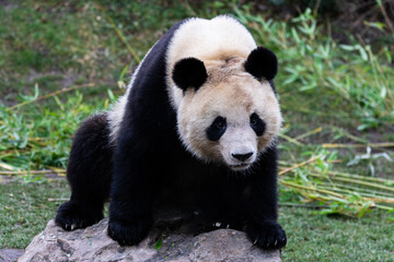 Fototapeta premium Portrait of a panda in the meadow
