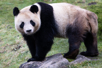 Fototapeta premium Portrait of a panda in the meadow