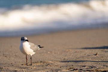 Single seagull on the beach sand