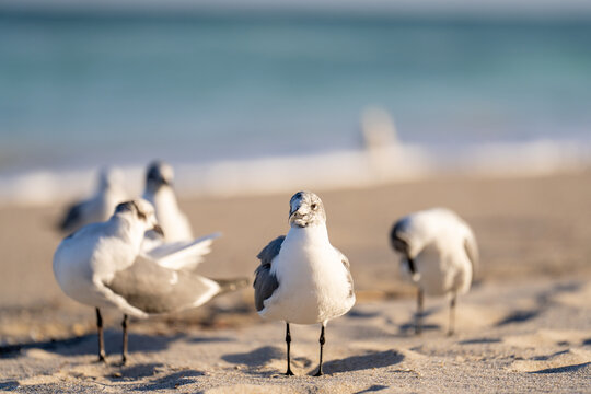 Flock of seagulls drying off on the beach