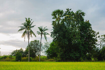 Fototapeta premium Coconut trees and big trees grow by the edge of the pond in the rice fields