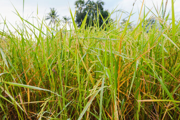 rice in the fields are ripe and ready to harvest their produce