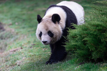 Obraz premium Portrait of a panda in the meadow